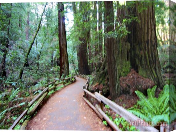 Raymond Gehman Trail And Redwoods in Muir Woods National Monument California Stretched Canvas Print / Canvas Art