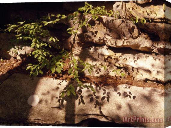 Raymond Gehman Tree Branch Casting a Shadow Over a Light Colored Boulder Stretched Canvas Print / Canvas Art