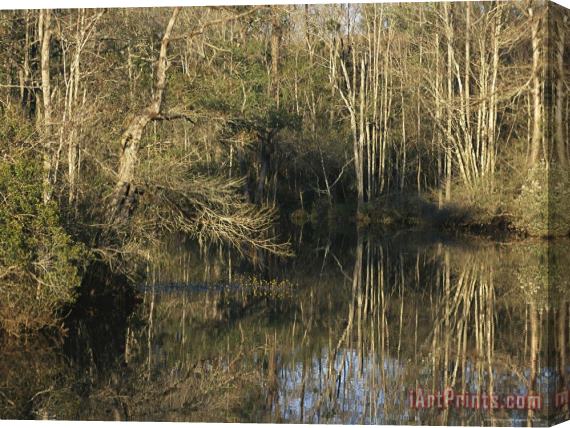 Raymond Gehman Trees Cast Reflections in a Woodland Waterway Stretched Canvas Print / Canvas Art