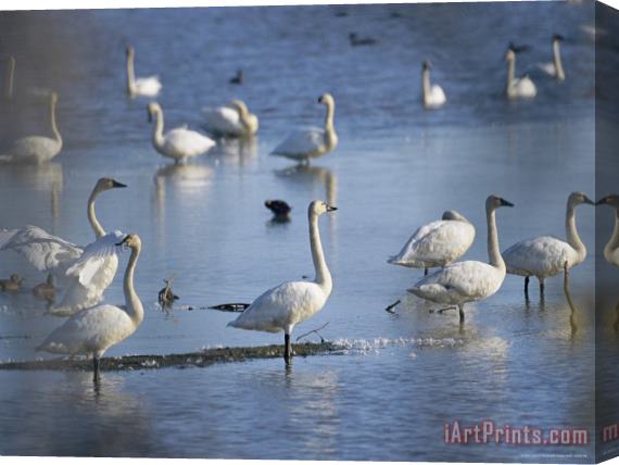 Raymond Gehman Tundra Swans Feed on a Pond in The Mackenzie River Delta Stretched Canvas Print / Canvas Art