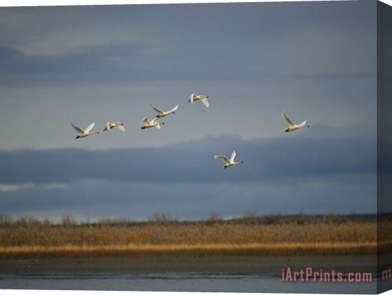 Raymond Gehman Tundra Swans Fly Over The Mackenzie River Stretched Canvas Print / Canvas Art