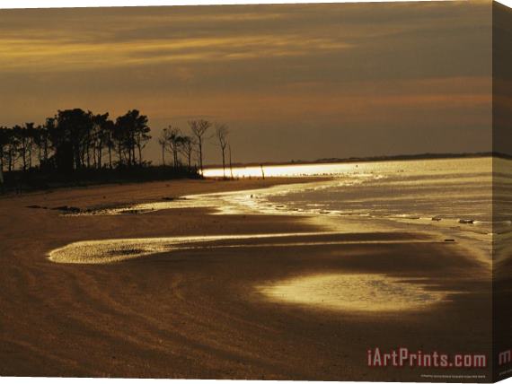 Raymond Gehman Twilight at Low Tide on a Beach with Silhouetted Pine Trees Stretched Canvas Print / Canvas Art