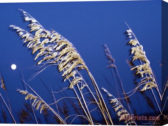 Raymond Gehman Twilight View of Sea Oats Stretched Canvas Print / Canvas Art