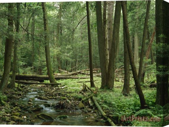 Raymond Gehman View of a Creek Running Through a Virgin Hemlock Forest Stretched Canvas Print / Canvas Art