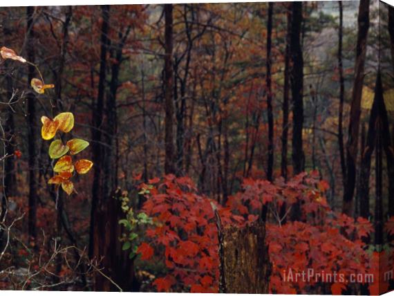 Raymond Gehman Vine Highlights Appalachian Woodlands Along Paint Mountain Road Stretched Canvas Print / Canvas Art