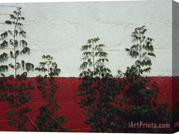 Raymond Gehman Vines Grow Up The Side of a Cinder Block Garage Stretched Canvas Print / Canvas Art