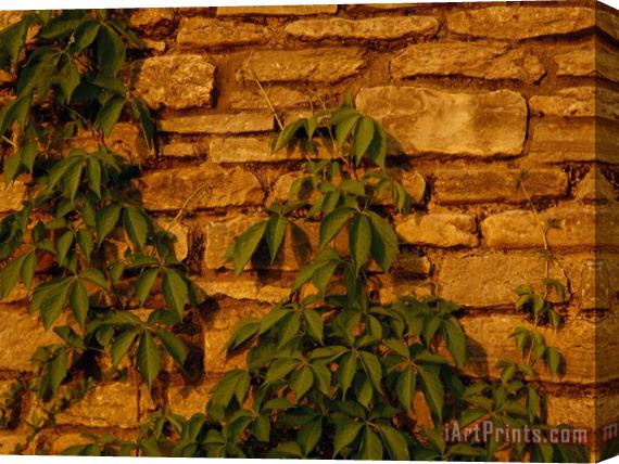 Raymond Gehman Virginia Creeper Vine Clinging to a Stone Wall Stretched Canvas Painting / Canvas Art