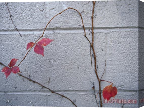Raymond Gehman Virginia Creeper with Fall Colors Clings to a Wall of a Building Stretched Canvas Painting / Canvas Art