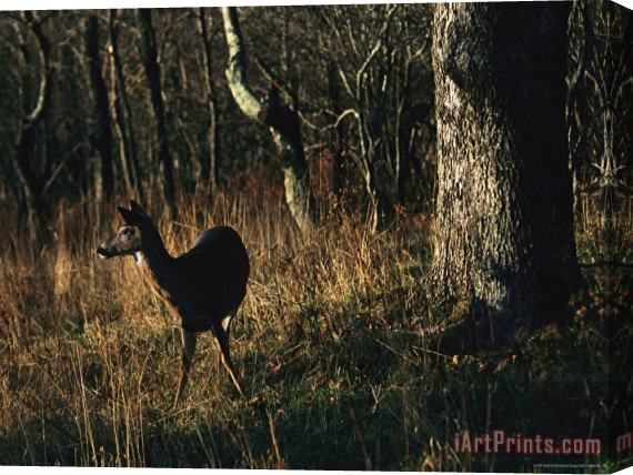 Raymond Gehman White Tailed Deer Standing Near Oak Tree at Woods Edge Stretched Canvas Painting / Canvas Art