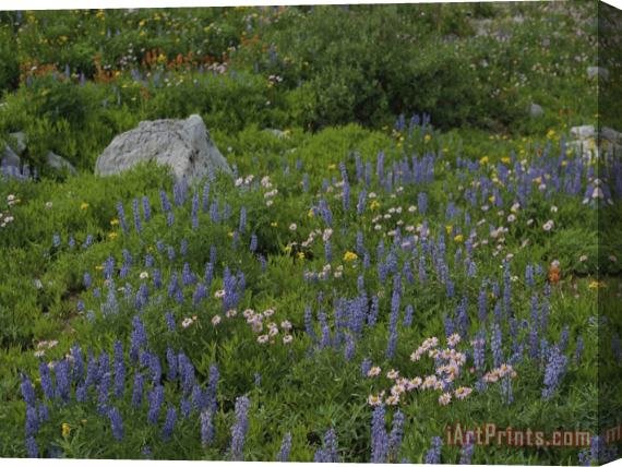 Raymond Gehman Wild Flower Meadow Teton Crest Trail Wyoming Stretched Canvas Painting / Canvas Art