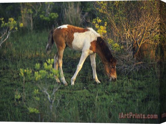 Raymond Gehman Wild Pony Grazing on Tender Grasses Stretched Canvas Print / Canvas Art