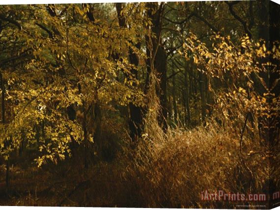 Raymond Gehman Woodland View of a Maritime Forest in Autumn Colors Stretched Canvas Print / Canvas Art