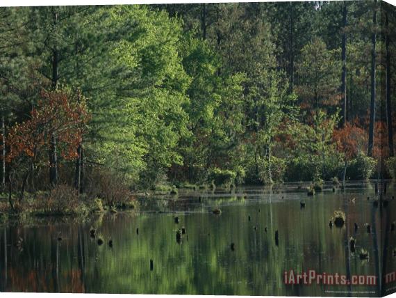 Raymond Gehman Woodland Waterway with Tree Reflections Stretched Canvas Print / Canvas Art