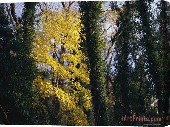 Raymond Gehman Yellow Fall Foliage on Maple Trees And Ivy Entwined Tree Trunks Stretched Canvas Painting / Canvas Art