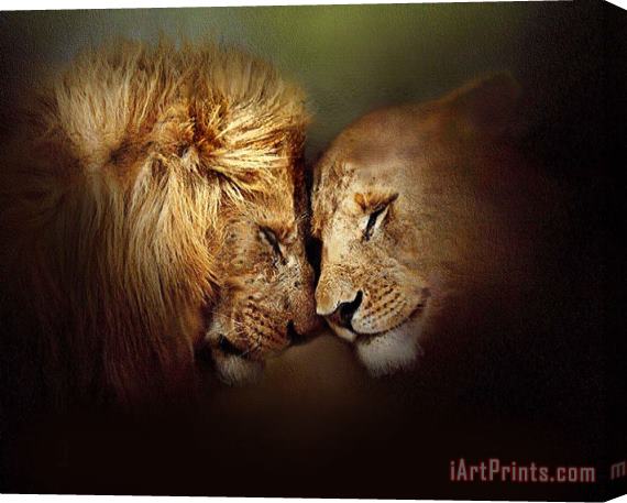 Robert Foster Lion Love Stretched Canvas Painting / Canvas Art