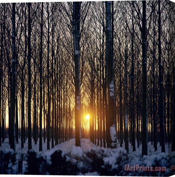 Robert Hallmann Winter Sunset Through The Trees Stretched Canvas Print / Canvas Art