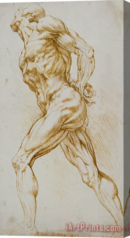 Rubens Anatomical Study Stretched Canvas Print / Canvas Art