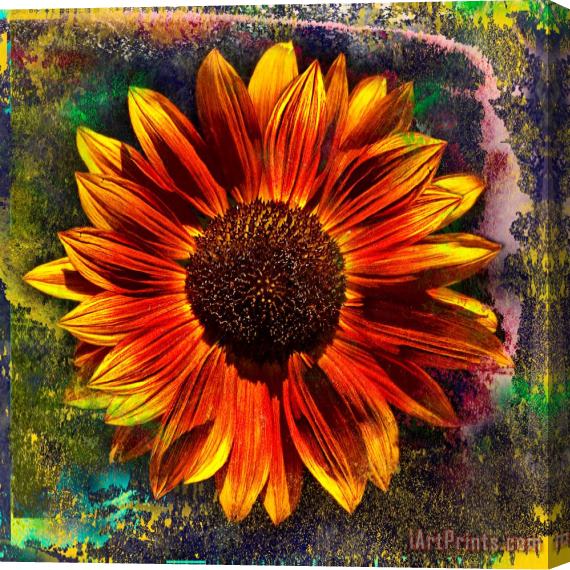 Sia Aryai Sunflower Red Stretched Canvas Print / Canvas Art