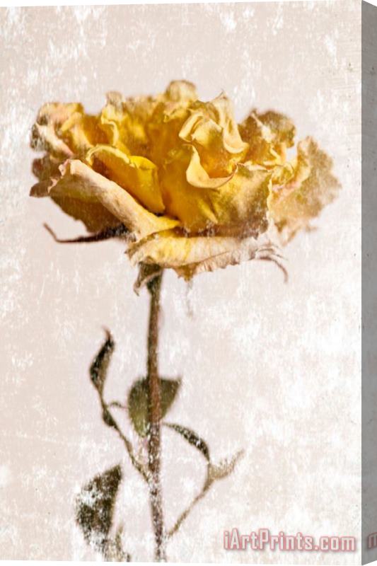 Sia Aryai Yellow Rose Stretched Canvas Print / Canvas Art