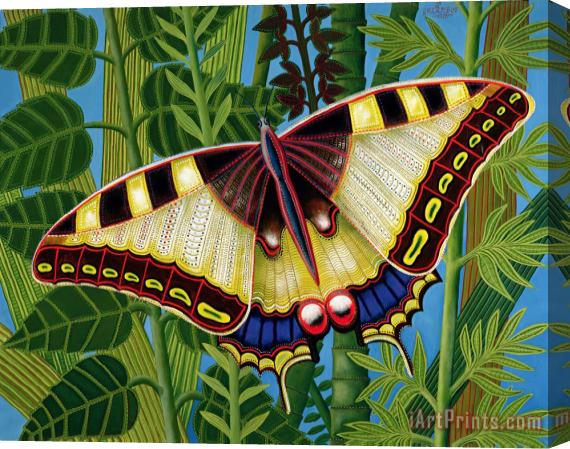 Tamas Galambos Butterfly Stretched Canvas Print / Canvas Art