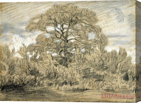 Theodore Rousseau Study of an Oak Tree Stretched Canvas Painting / Canvas Art