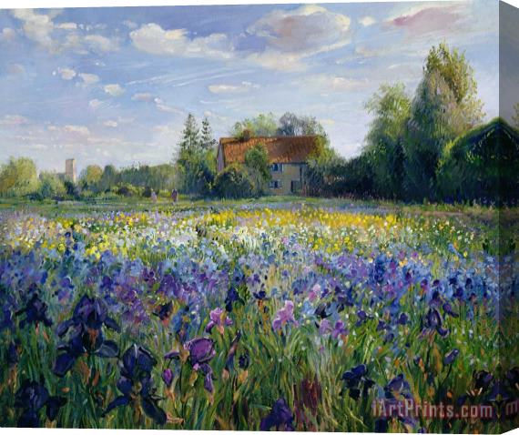 Timothy Easton Evening at the Iris Field Stretched Canvas Painting / Canvas Art
