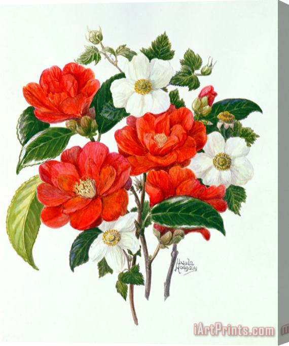 Ursula Hodgson Camellia Adolf Audusson Stretched Canvas Painting / Canvas Art