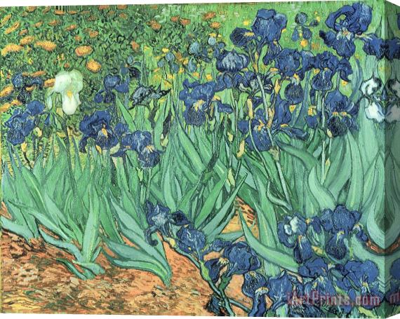 Vincent Van Gogh Irises Stretched Canvas Painting / Canvas Art