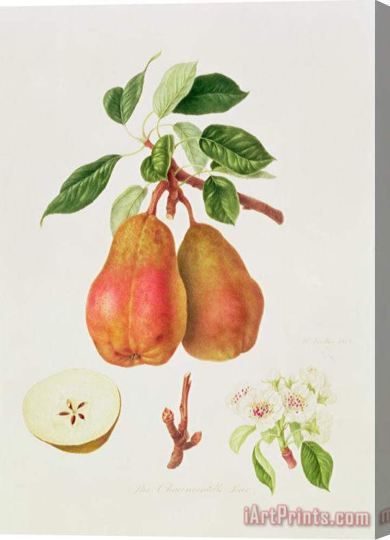 William Hooker The Chaumontelle Pear Stretched Canvas Print / Canvas Art