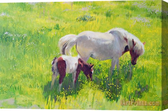 William Ireland Piebald horse and foal Stretched Canvas Painting / Canvas Art