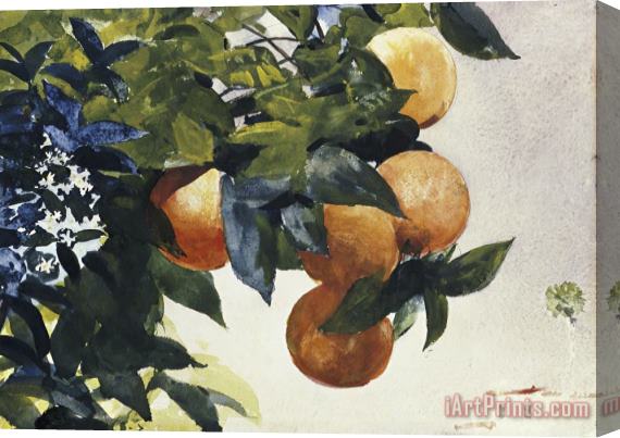 Winslow Homer Oranges on a Branch Stretched Canvas Print / Canvas Art