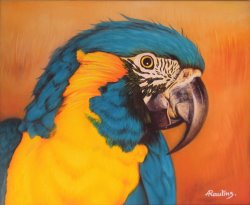 Agris Rautins Blue-and-yellow macaw