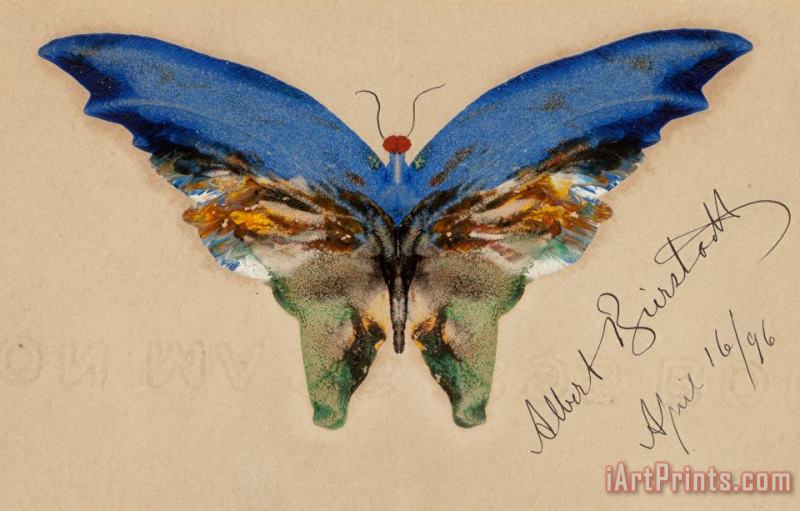 Blue Butterfly, 1896 painting - Albert Bierstadt Blue Butterfly, 1896 Art Print