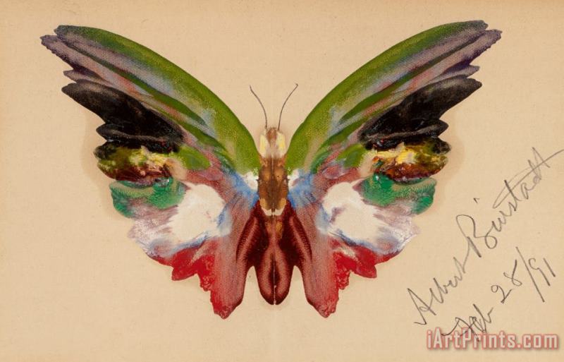 Butterfly, 1891 painting - Albert Bierstadt Butterfly, 1891 Art Print