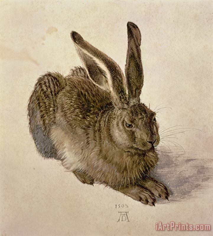Hare painting - Albrecht Durer Hare Art Print