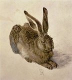 Hare by Albrecht Durer