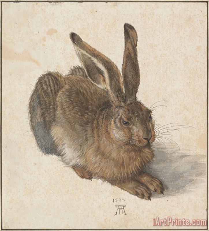 Albrecht Durer Hare Art Print