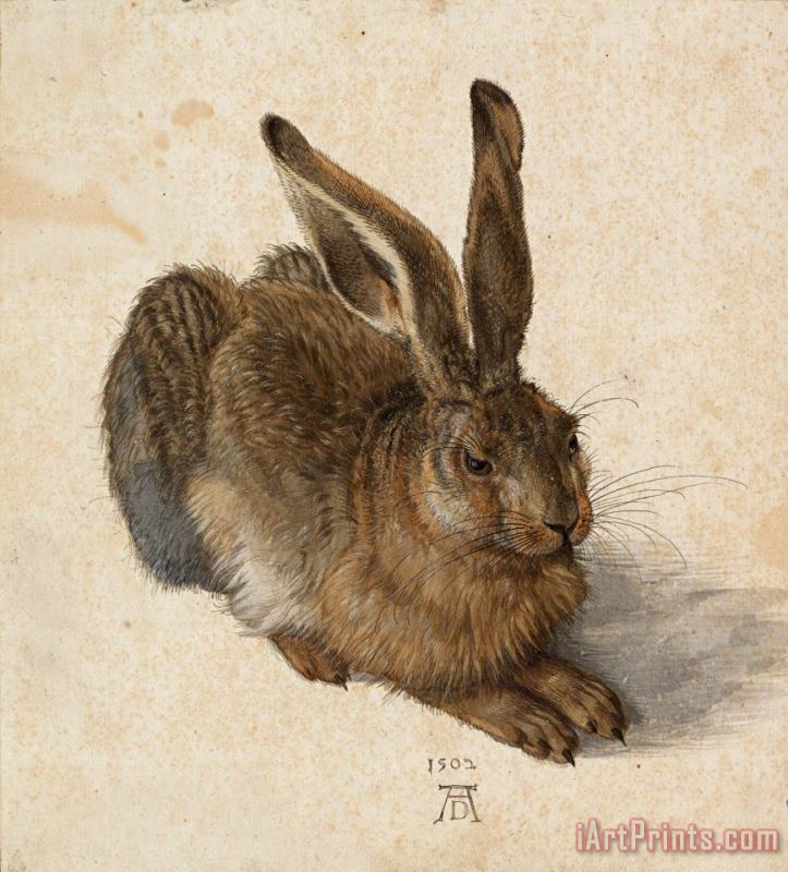 Hare, 1502 painting - Albrecht Durer Hare, 1502 Art Print