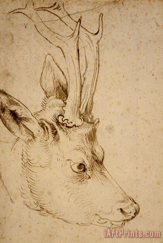 Head of a Roebuck painting - Albrecht Durer Head of a Roebuck Art Print