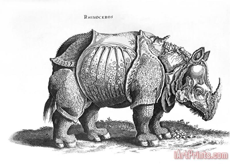 Rhinoceros No 76 From Historia Animalium By Conrad Gesner painting - Albrecht Durer Rhinoceros No 76 From Historia Animalium By Conrad Gesner Art Print