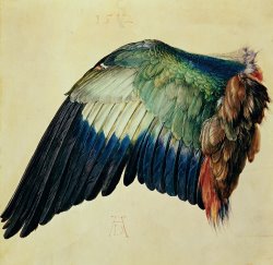 Albrecht Durer Wing of a Blue Roller