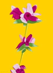 Alex Katz Azaleas on Yellow, 2021