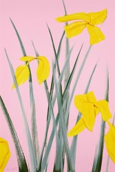 Alex Katz Yellow Flags 3, 2020