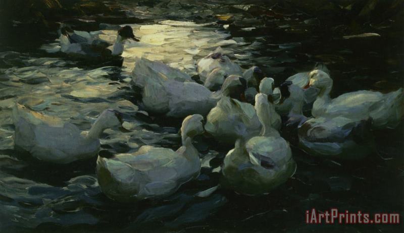 Alexander Koester Enten Im Wasser Art Painting