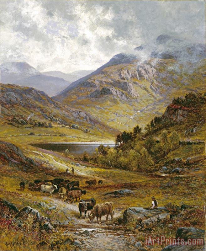 Alfred Augustus Glendening Longhorn Cattle Art Print