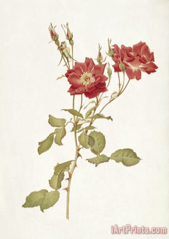 Alfred Parsons Rose Bourbon Art Painting