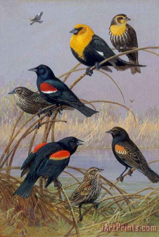 Allan Brooks Blackbirds and Orioles perched on gold braid Art Print