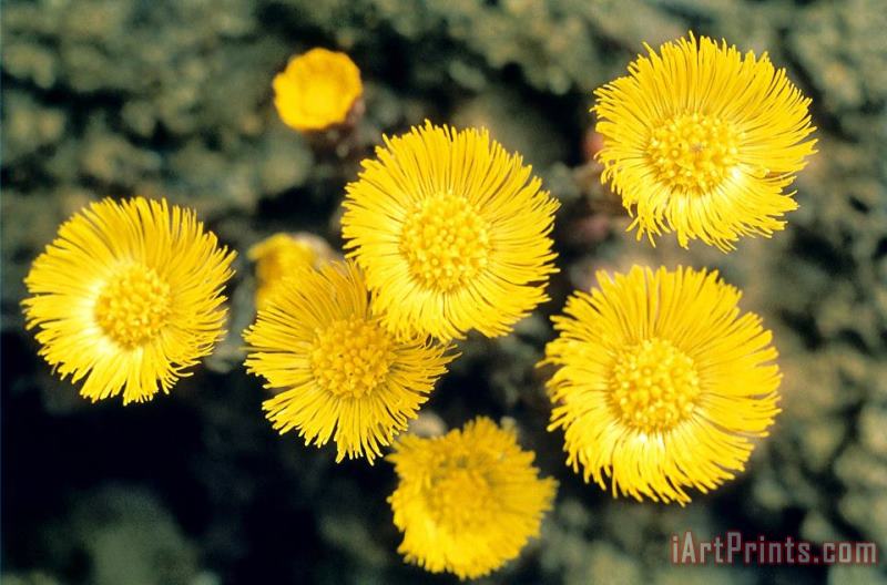 Common Coltsfoot painting - American School Common Coltsfoot Art Print