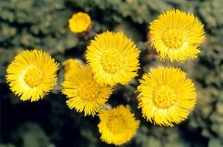 American School Common Coltsfoot