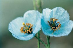 American School Himalayan Blue Poppy